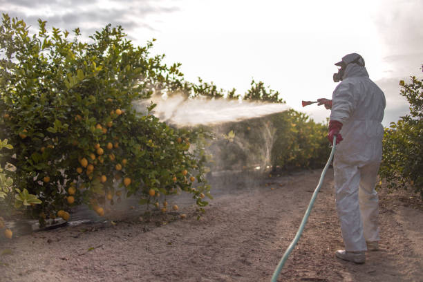 Best Ant Control Services  in Gholson, TX
